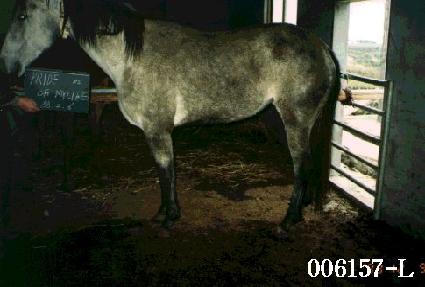 �����̵����̶��� ����