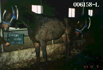 ��ĪȨ ����