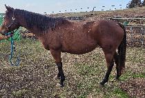 ũ����������ƾ (CRAZY MOUNTAIN) ����