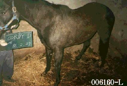 �ڸ���� ����