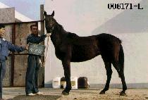 �ö��� (ALL ROUND) ����