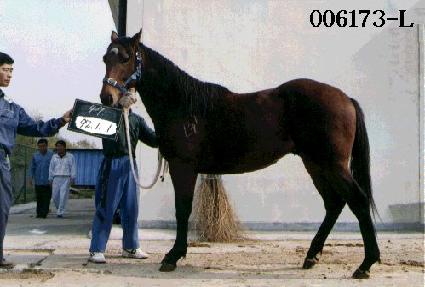 ���� ����