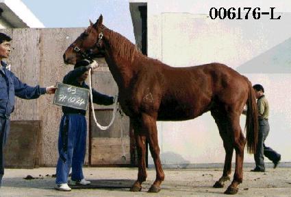 ������ ����