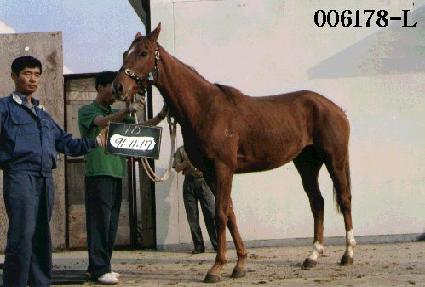 ������ ����