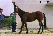 ���̴� (HIGH NOON) ����