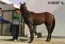 ���� (LEADER) ����