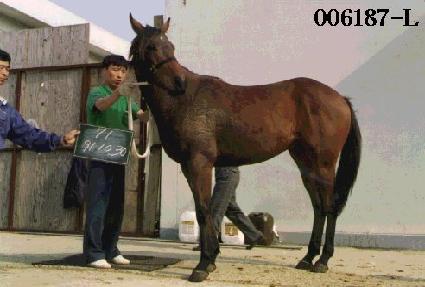 ���� ����