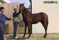 ��ġ�� (BI CHI ME) ����