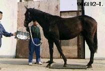 ���ʽ� (BONUS) ����