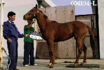 ���Ķ��� (SAE PA RAN DUL) ����