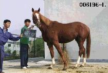 ������ (DAE CHAN SA) ����