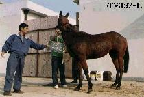 ����� (OPERA) ����