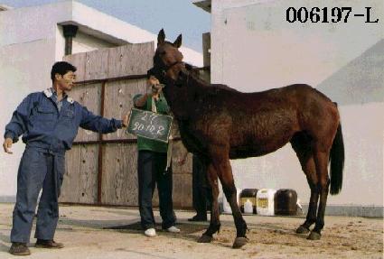 ����� ����