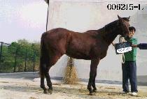 �ݻ�� (GEUM SAN BONG) ����