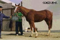 ��� (BI RYONG) ����