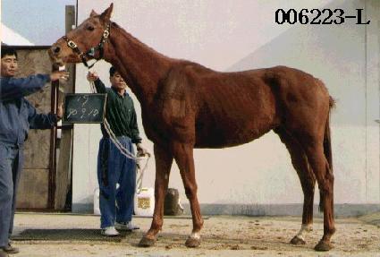 ���� ����