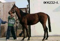 ���̿� (BIO) ����