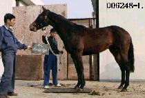 ������ (GAL MU RI) ����