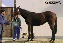 ���� (DAE IL) ����