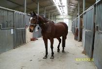 ����� (HEUK SA JA) ����