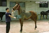 �Ͽ�� (IL YO WANG) ����