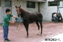 ����źȯ (GAL SAEK TAN HWAN) ����