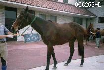 �������� (FOUR MASTER) ����