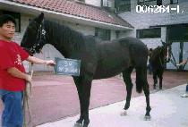 ����ü (BELOCHE) ����