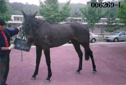 �ѿ�Ÿ�� ����