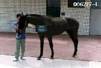 ������ų (SPRING KILL) ����