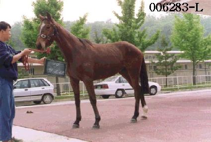 ��鰭�� ����