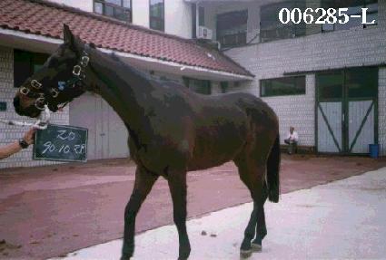 ������ ����