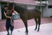 �������� (BAL JIN MAN LI) ����