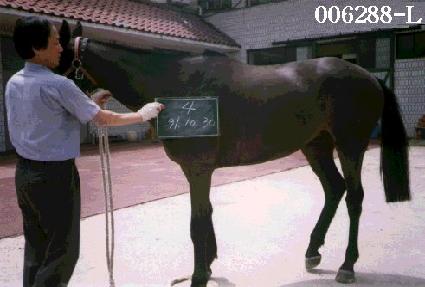 ���� ����