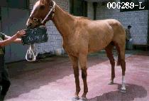 ���� (BO MYEONG) ����