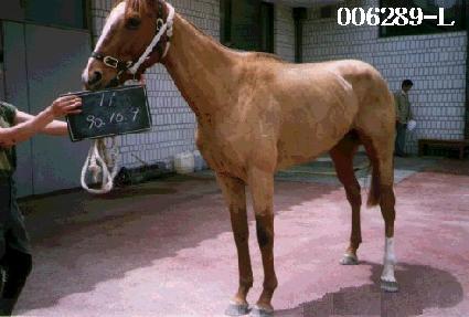 ���� ����