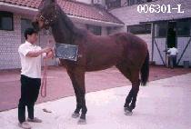 ���� (SAN JI) ����