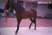 ������ (SHOOT DOL I) ����