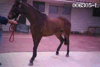 ������ ����