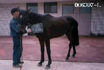 ����Ÿ (NEW STAR) ����