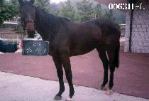 �ڹ�Ʈ (COBALT) ����