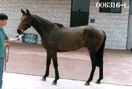 ����� ����