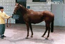 �������� (DDA DOL LI GO) ����