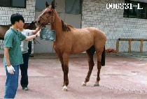 �з��� (PAE REO RI) ����