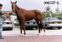 �˷���ī (ALASKA) ����