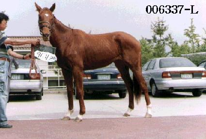 �˷���ī ����