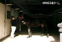 ȣ�� (HO SAM) ����