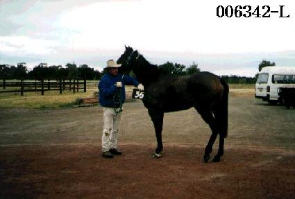 �������� ����