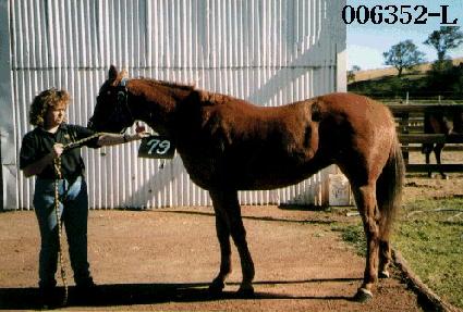 ���� ����