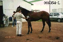 ���� (SAE BYEOK) ����